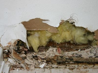 About Walker Mold Specialist - mold removal experts in Walker, LA